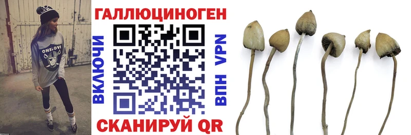 где продают   Всеволожск  Псилоцибиновые грибы Psilocybine cubensis 