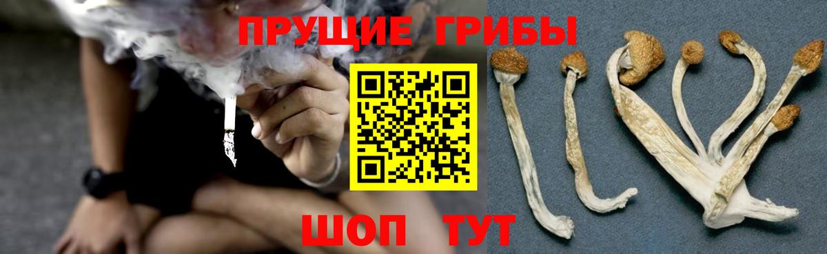 Галлюциногенные грибы Psilocybine cubensis Всеволожск